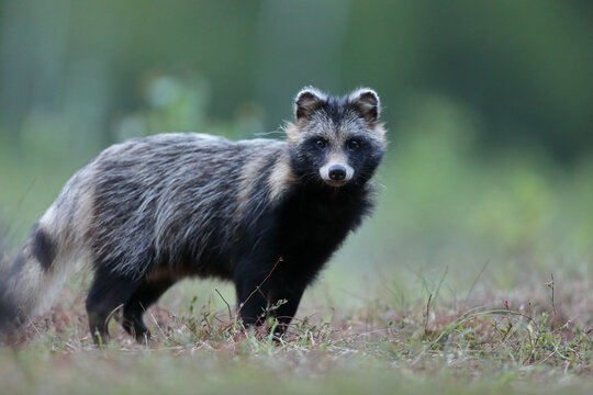 Jenot (Nyctereutes) raccoon dog