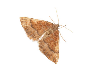 Obraz premium Mallow moth isolated on white background, Larentia clavaria