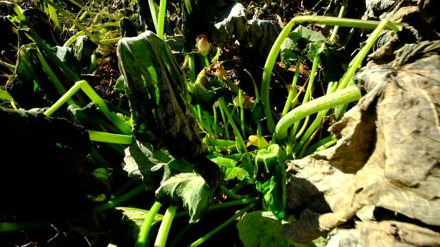 Close up of withering zucchini flowers and moving camera away showing whole plant dying after first frost killed most crops in vegetable garden. This plant also catch fungi powdery mildew