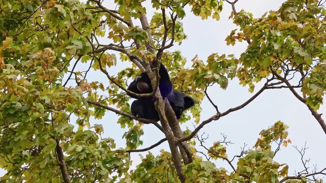 The black-headed spider monkey, Ateles fusciceps is a species of spider monkey, a type of New World monkey, from Central and South America.
