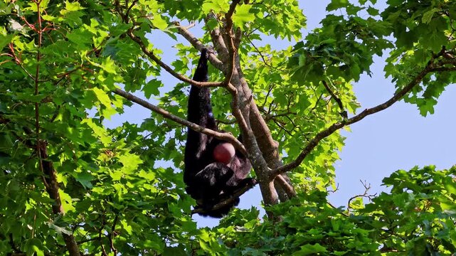 The black-headed spider monkey, Ateles fusciceps is a species of spider monkey, a type of New World monkey, from Central and South America.