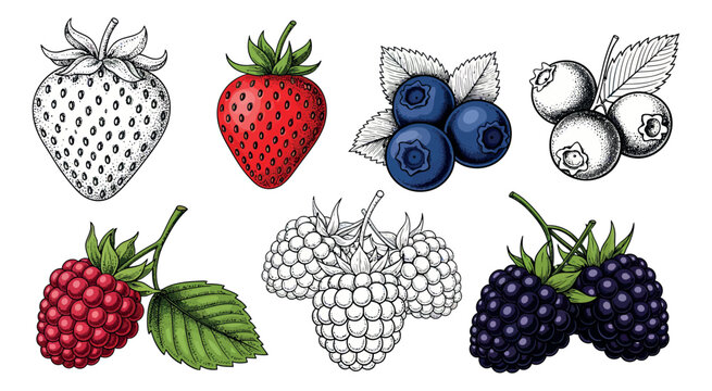 Engraving style berry illustration set featuring strawberries, blueberries, raspberries, and blackberries for food design and healthy eating concepts