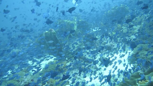 Underwater reef scene with redtooth triggerfish passing by sponge and coral, Banda Sea.