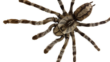 Large Hairy Spider on Transparent Background