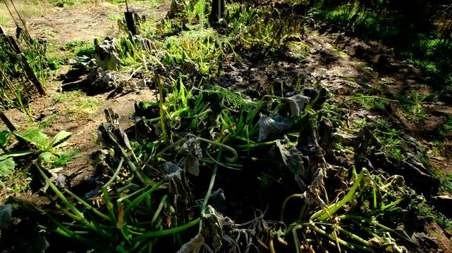 Withered zucchini plant after first frost and moving camera closer toward middle of plant showing its dry out leaves