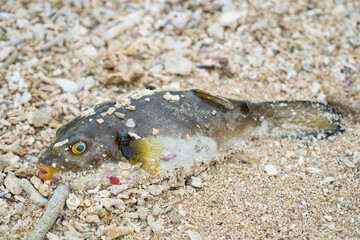Dead pufferfish washed ashore on a coral beach with flies. Environmental pollution and marine life concept.