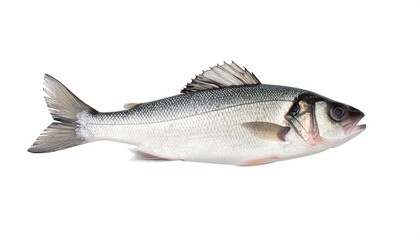 Obraz premium Silver fish with dark dorsal fin, positioned on white. Subtle shadows on side. Mouth open