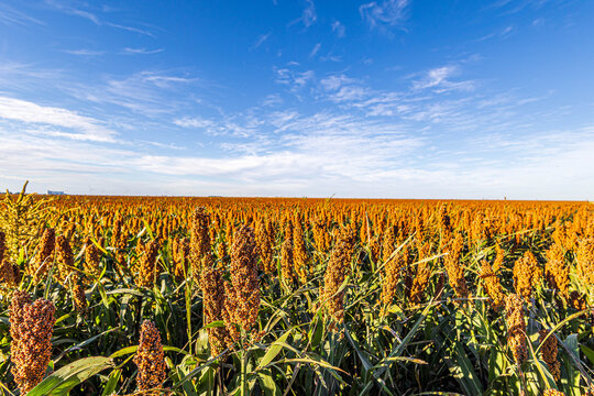 Sorghum field stretching into the distant horizon in Kansas.