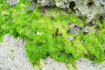 Vibrant green seaweed and moss covering coastal coral rocks on a sandy beach. Natural texture of marine flora on the shoreline during low tide.