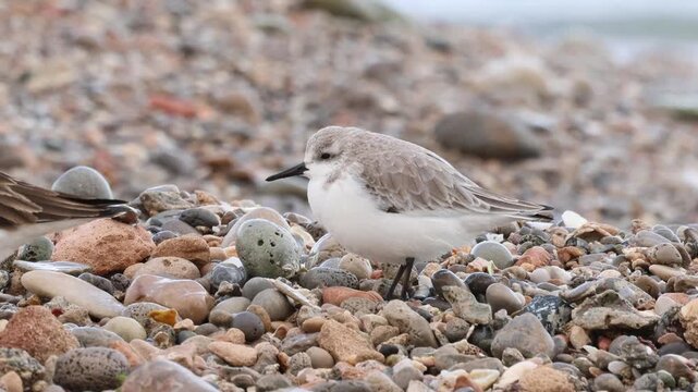 Correlimos tridactilo  buscando alimento en libertad en grupo de arenaria interpres, playa de guijarros de Agua Amarga en Alicante, Espa&ntilde;a