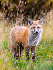 A Fox in Grand Teton National Park