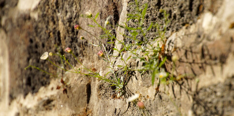 Small plants growing from a textured stone wall, highlighting nature reclaiming an aged surface.