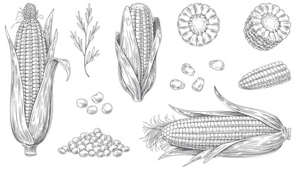 Obraz premium Botanical corn engraving artwork in detailed ink style. Vintage agricultural illustration of corn in hand drawn style.