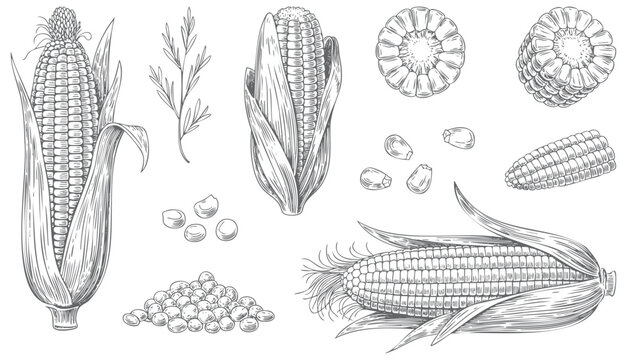 Botanical corn engraving artwork in detailed ink style.  Vintage agricultural illustration of corn in hand drawn style.