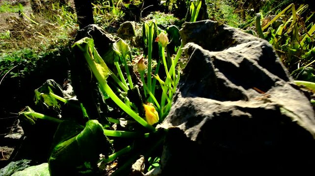 Close up of last zucchini flower blooming and moving camera away revealing withered plant after first frost killed most crops in vegetable garden