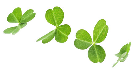 Obraz premium PNG Clover leaf group leaves background floating.
