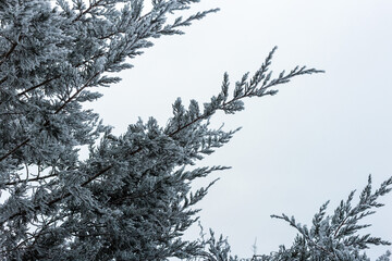 Juniper in frost