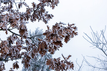 Red oak in frost