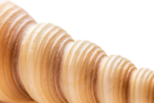 Detailed ribbed surface of Turritella terebra screw shell macro. Close up of conical tower snail with unique brown spiral. Natural organic texture, marine life concept, abstract nature image.