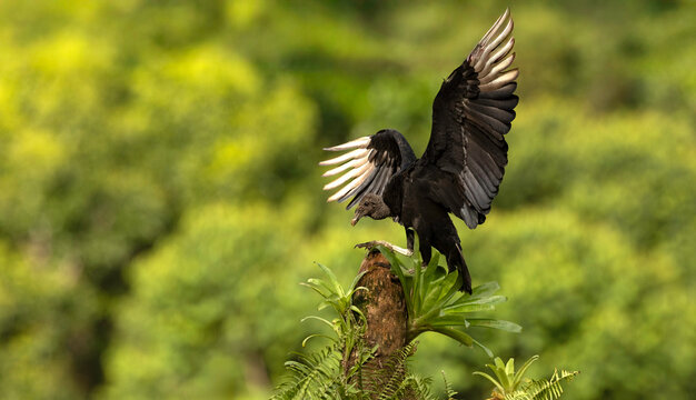 black vulture with wings spread 
