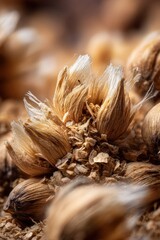 Fototapeta premium Macro Close-Up of Crushed Malt Grist with Intact Husks and Coarse Texture