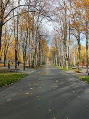 Fototapeta premium autumn in the park
