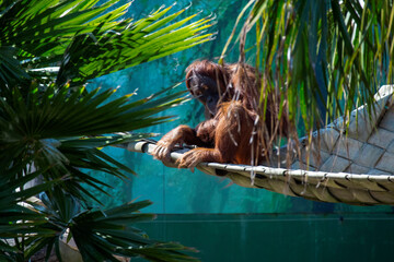 Orangutan (Pongo) © Tara