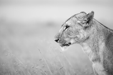 black and white portrait of a lion © p_chadha
