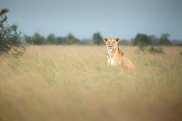 lioness in the savannah © p_chadha