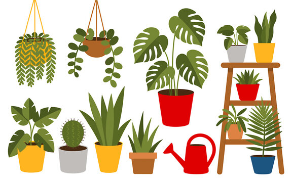 Collection of various indoor houseplants in decorative pots and hanging planters