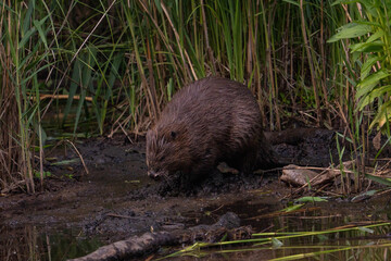 wildlife captured in its natural habitat, photographed in germany (Eberswalde & Helgoland)
