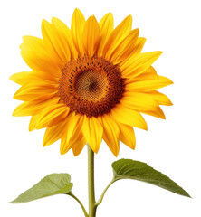 Obraz premium PNG Sunflower plant inflorescence asterales.