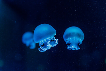 Several glowing blue jellyfish drifting in dark ocean water, captured underwater with soft focus and floating particles, creating a serene, mysterious marine life scene © Olga