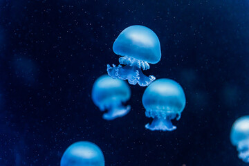 Several glowing blue jellyfish drifting in dark ocean water, captured underwater with soft focus and floating particles, creating a serene, mysterious marine life scene © Olga