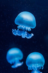 Several glowing blue jellyfish drifting in dark ocean water, captured underwater with soft focus and floating particles, creating a serene, mysterious marine life scene © Olga