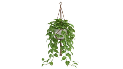 Hanging pothos plant with heart-shaped leaves