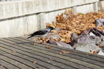 Bird walks on wooden dock by lakeside with fallen leaves in background