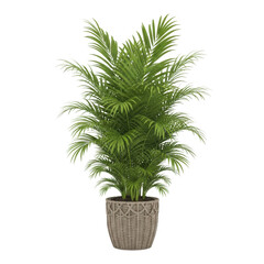 Lush areca palm in woven basket