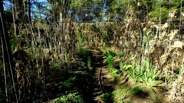 Rising camera revealing remains of withered and dry out gherkin cucumber plants tangled to arch shaped trellis made from cattle panels