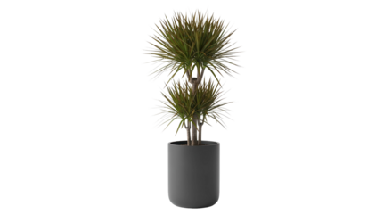 Dracaena plant in grey pot with two trunks and spiky leaves, cut out, stock png, isolated on transparent background