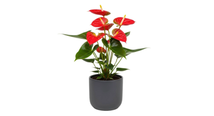 Red anthurium plant with green leaves in a dark gray pot, cut out, stock png, isolated on transparent background