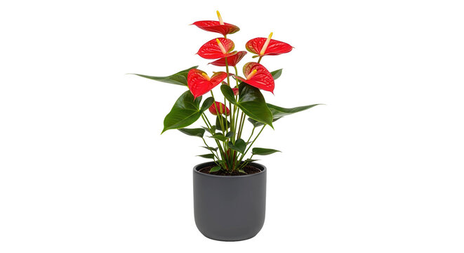 Red anthurium plant with green leaves in a dark gray pot, cut out, stock png, isolated on transparent background