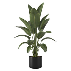 Strelitzia nicolai plant in a pot