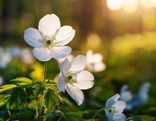 Obraz premium white flowers bloom in vibrant sunlight among leafy stems and blurry background
