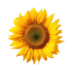 Obraz premium PNG Sunflower illustration photography botanical.