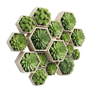 Succulent wall art in hexagonal planters