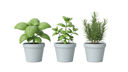 Obraz premium Three potted herb plants