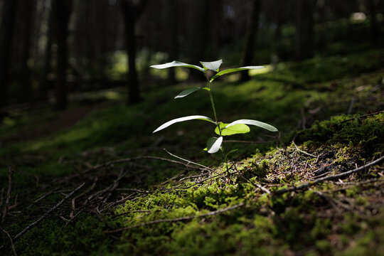 Small plant growing in the woods