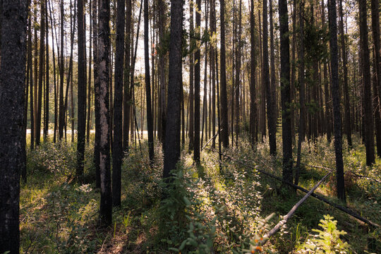 Tree trunks in a forest illuminated by sunlight