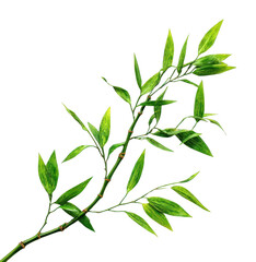 Fototapeta premium PNG Green bamboo leaves isolated.